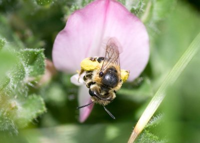 Lasioglossum sp.