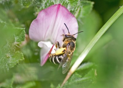 Lasioglossum sp.