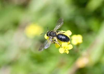 Andrena pilipes