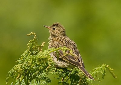 Meadow pipits - Anthus pratensis