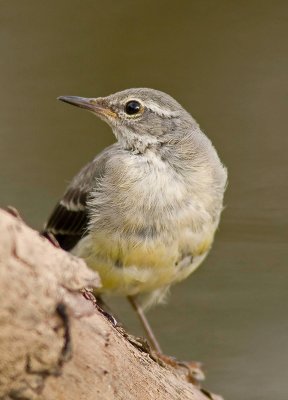 Grey Wagtail - Motacilla cinerea