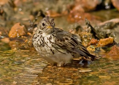 Meadow pipits - Anthus pratensis