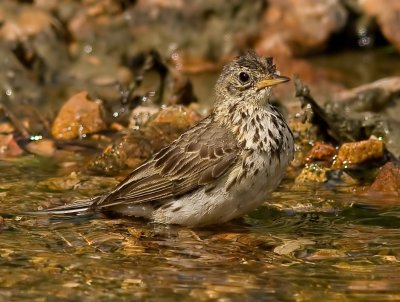Meadow pipits - Anthus pratensis