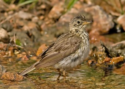 Meadow pipits - Anthus pratensis