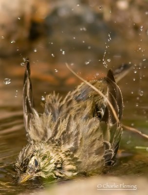 Meadow pipits - Anthus pratensis