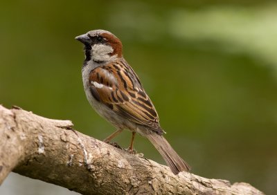 House Sparrow - Passer domesticus