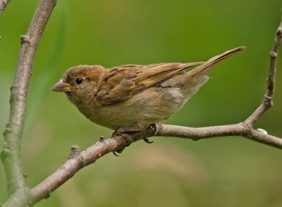 House Sparrow - Passer domesticus