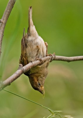 House Sparrow - Passer domesticus
