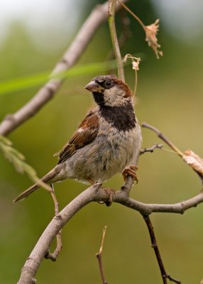 House Sparrow - Passer domesticus