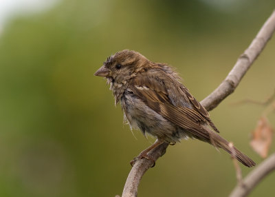 House Sparrow - Passer domesticus