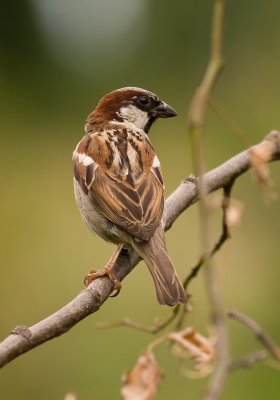 House Sparrow - Passer domesticus