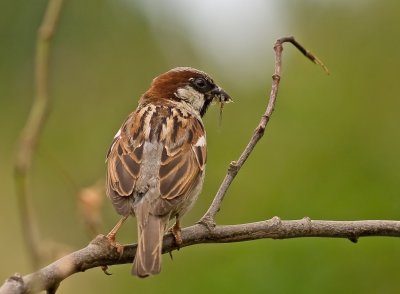 House Sparrow - Passer domesticus