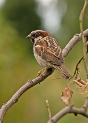 House Sparrow - Passer domesticus