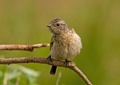 Saxicola rubicola hibernans