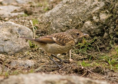 Saxicola rubicola hibernans