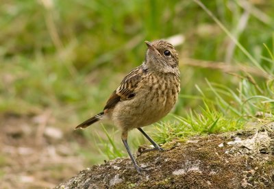 Saxicola rubicola hibernans