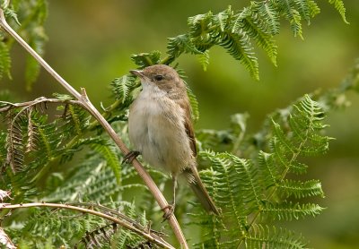 Whitethroat - Sylvia communis