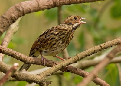 Reed Bunting - Emberiza schoeniclus