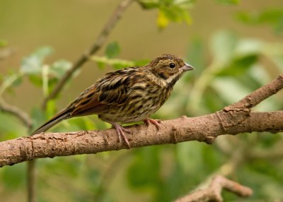 Reed Bunting - Emberiza schoeniclus