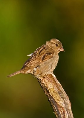 House Sparrow - Passer domesticus