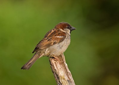 House Sparrow - Passer domesticus