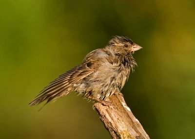 House Sparrow - Passer domesticus