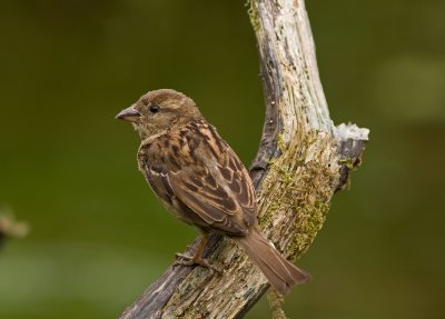 House Sparrow - Passer domesticus