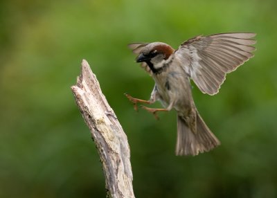 House Sparrow - Passer domesticus