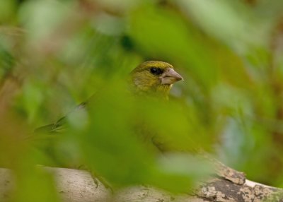 Greenfinch
