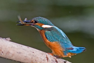 Kingfisher - Alcedo athis