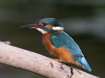 Kingfisher - Alcedo athis