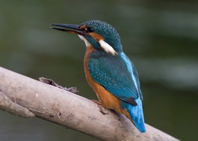 Kingfisher - Alcedo athis