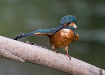 Kingfisher - Alcedo athis