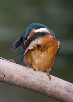 Kingfisher - Alcedo athis