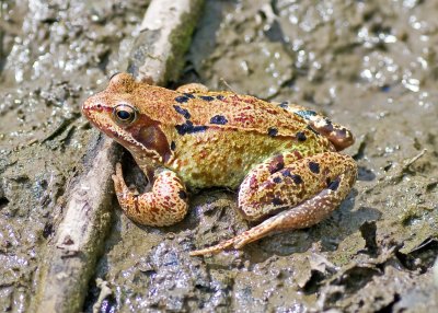 European Common Frog  - Rana temporaria