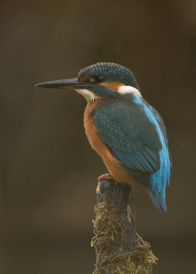 Kingfisher