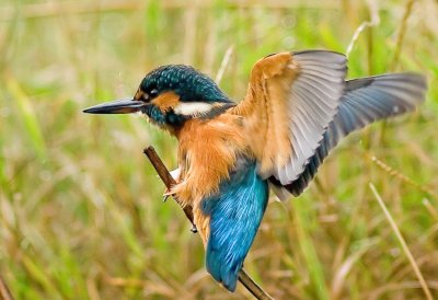 Kingfisher