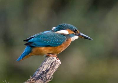 g1/50/882950/3/126945899.6SR3Jn5R.jpg