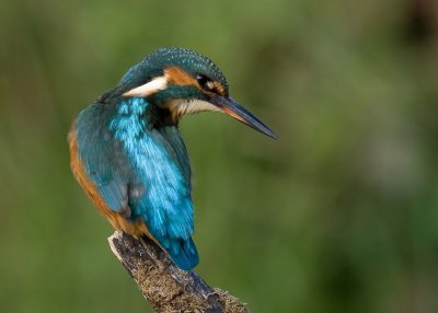 Kingfisher female