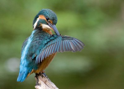 Kingfisher female