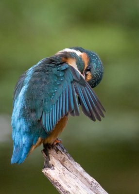 Kingfisher female