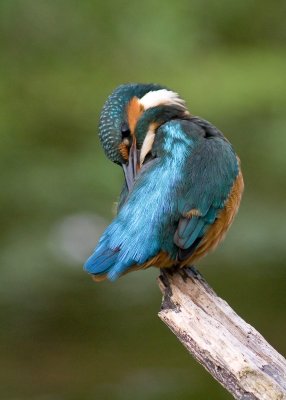 Kingfisher female