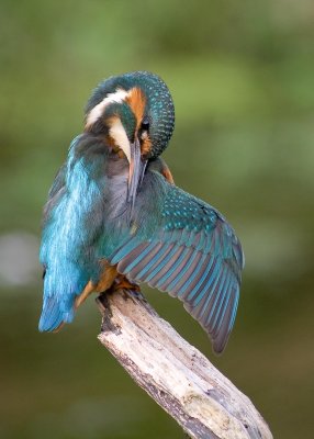 Kingfisher female