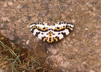 Magpie moth - Abraxas grossulariata