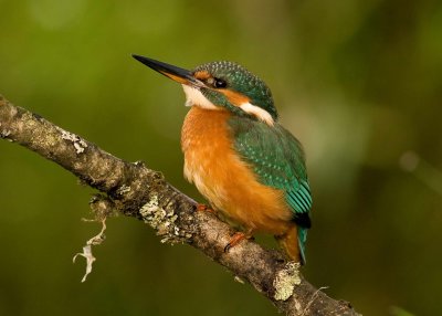 Female Kingfisher