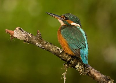 Female Kingfisher