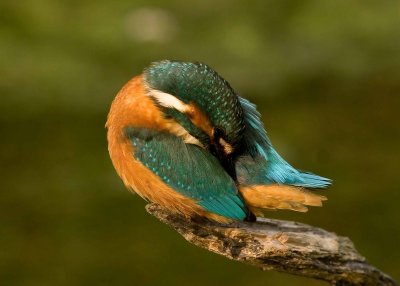 Female Kingfisher