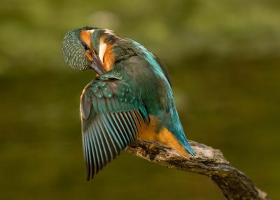 Female Kingfisher