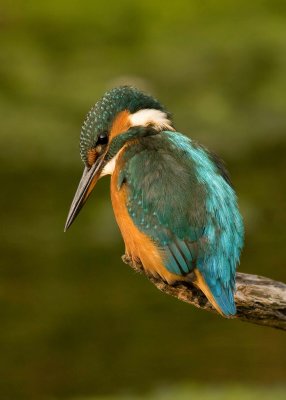 Female Kingfisher