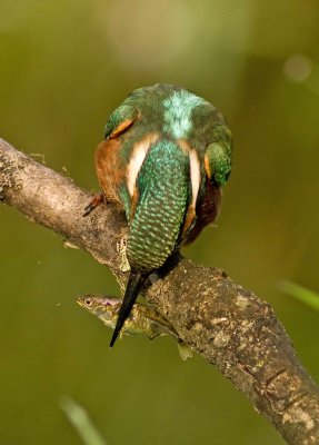 Female Kingfisher